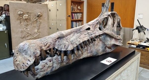 New dinosaur species unearthed in Sahara
